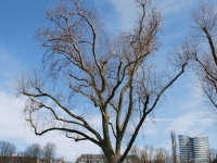 Дюссельдорф