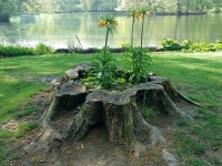 Клумба в пне в Тиргартене