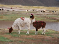 Ламы