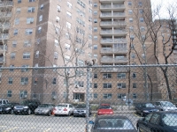 Белка в Нью-Йорке