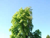 Дерево в Пражском граде