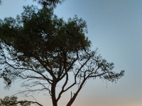 То же дерево на закате