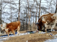 Коровы едят мусор