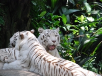 В Сингапурском зоопарке. Белые тигры