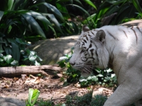 В Сингапурском зоопарке