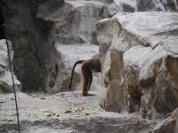 В Сингапурском зоопарке. Задняя часть бабуинчика