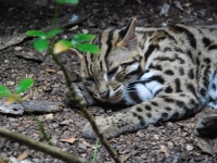 В Сингапурском зоопарке. Леопардовая (бенгальская) кошка.