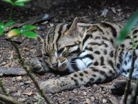 В Сингапурском зоопарке. Леопардовая (бенгальская) кошка.