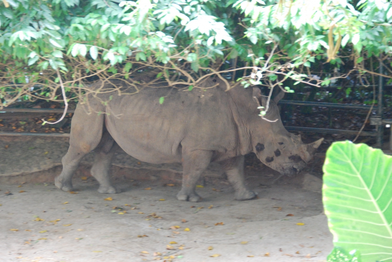Может конечно у сраха глаза велики, но мне показалось что этот носорог имеет высоту метра в 3!